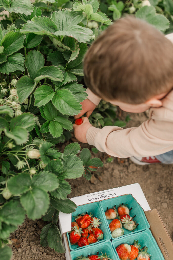 My toddlers and I enjoyed picking berries at Columbia Farms U-Pick in Portland, Or.
