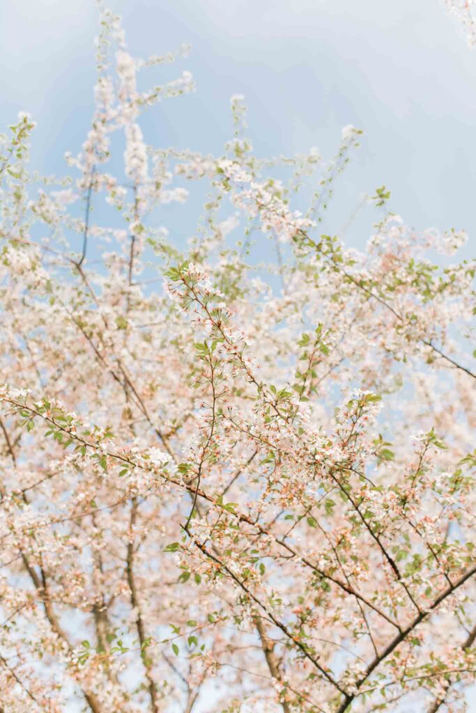 Family photo session under cherry blossoms in Vancouver WA