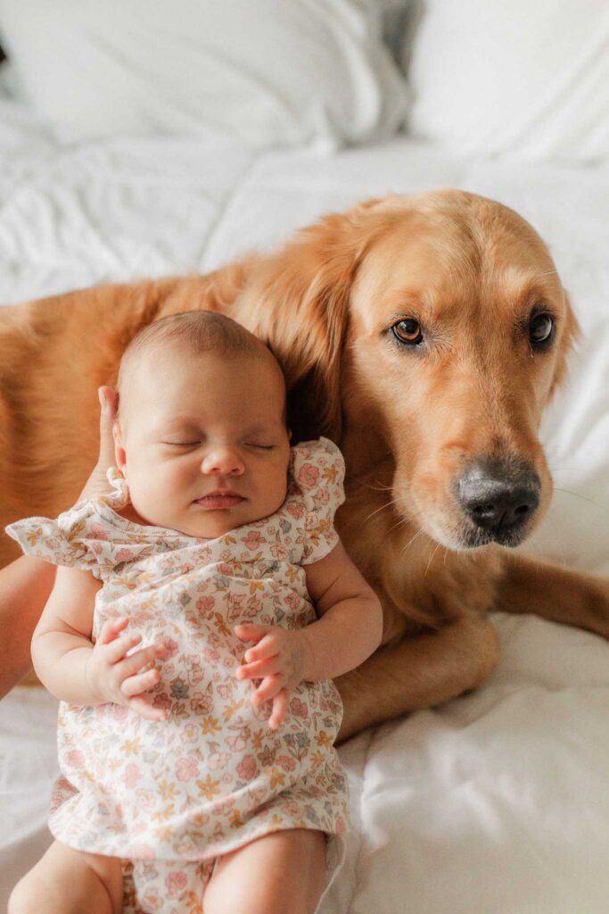 Lifestyle newborn family portrait by a Washougal WA in-home newborn photographer featuring golden retriever pet with newborn baby